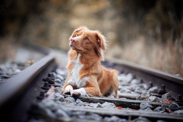 Dog lying on railway tracks